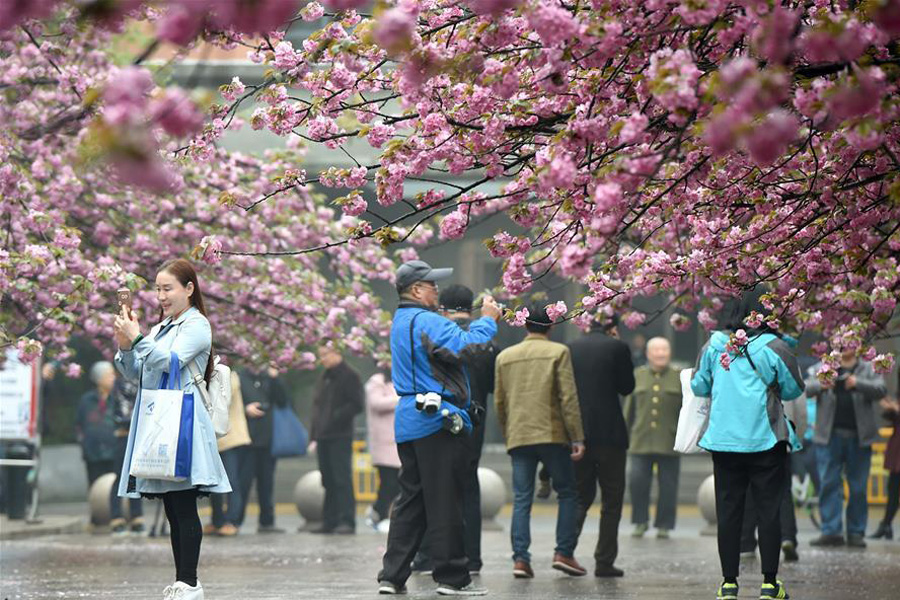 Tourists view cherry flowers in E China's Hefei