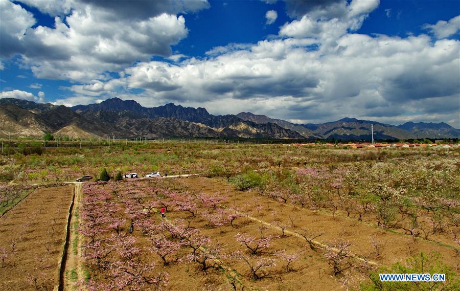 In pics: blooming flowers in Huailai county, N China's Hebei