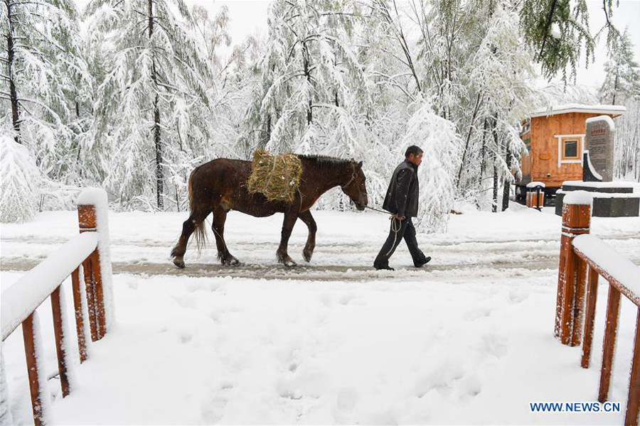 Snow scenery of forestry park in N China's Inner Mongolia