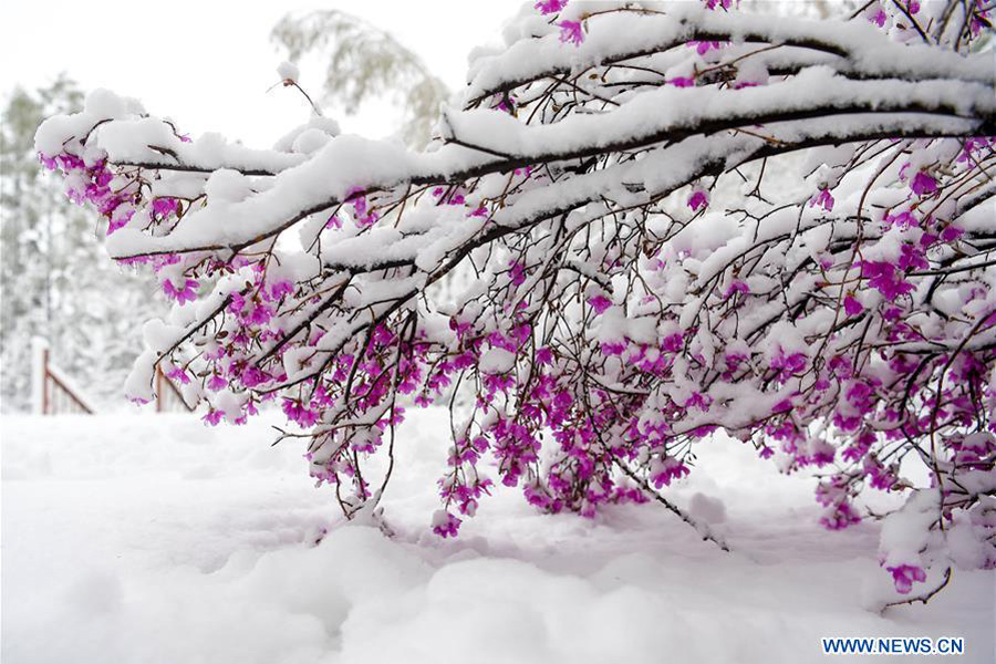 Snow scenery of forestry park in N China's Inner Mongolia