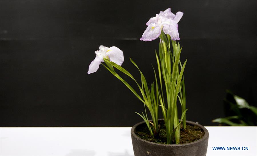 Iris ensata exhibited at Shanghai Botanical Garden