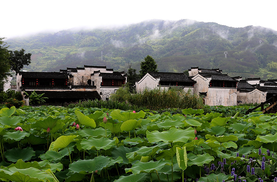 Refreshing summer scene spotted in Chengkan ancient village