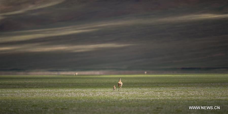 Number of Tibetan antelopes rises to over 200,000 in Tibet