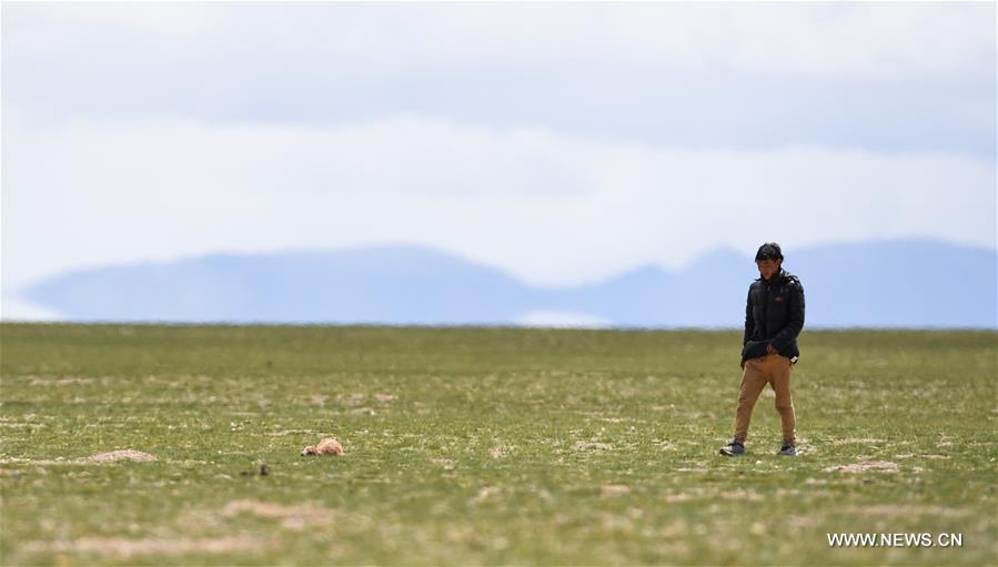 Number of Tibetan antelopes rises to over 200,000 in Tibet