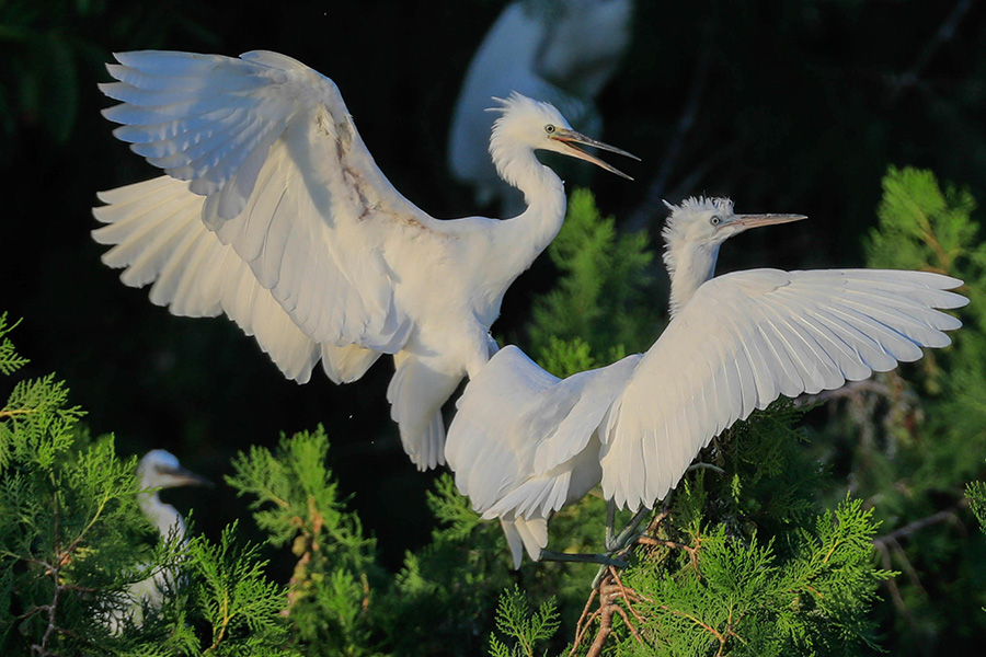 Egrets enjoy early autumn in Jiangsu