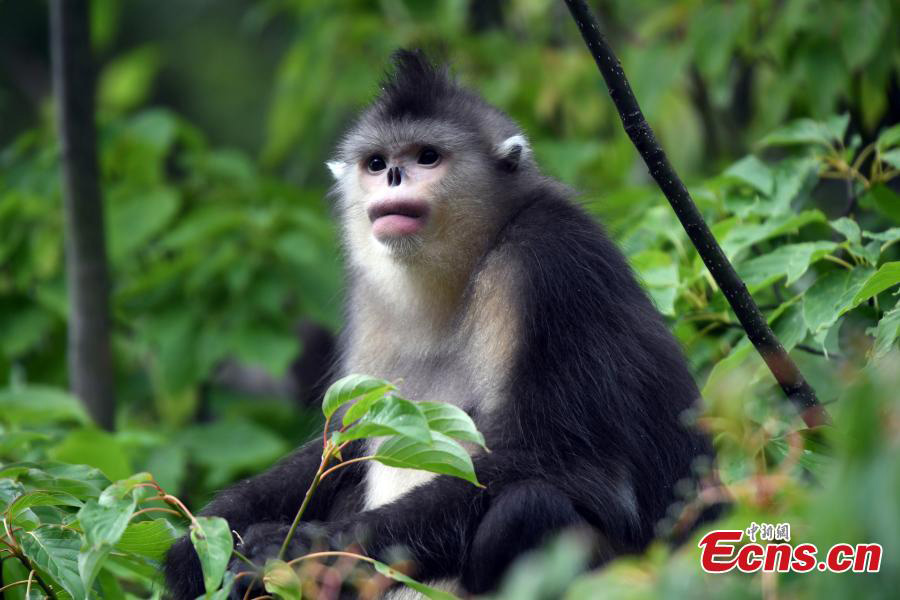 National park in Yunnan has nine new snub-nosed monkeys