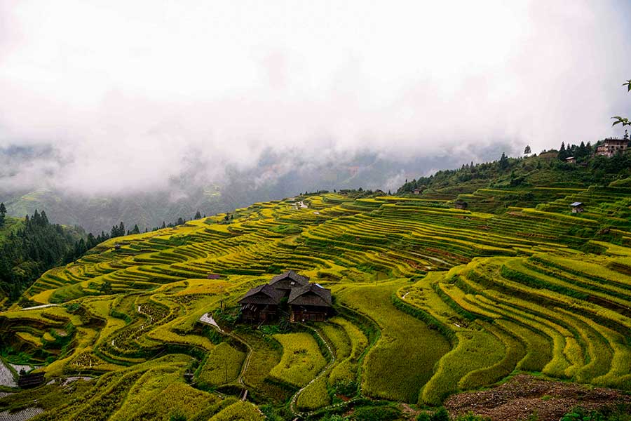 Aerial view of golden Jiabang rice terraces, Guizhou province