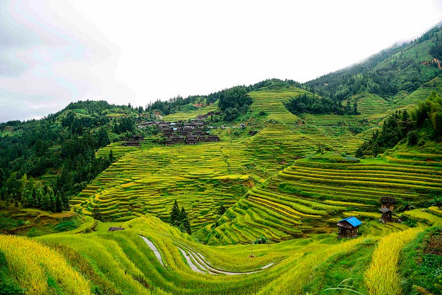 Aerial view of golden Jiabang rice terraces, Guizhou province