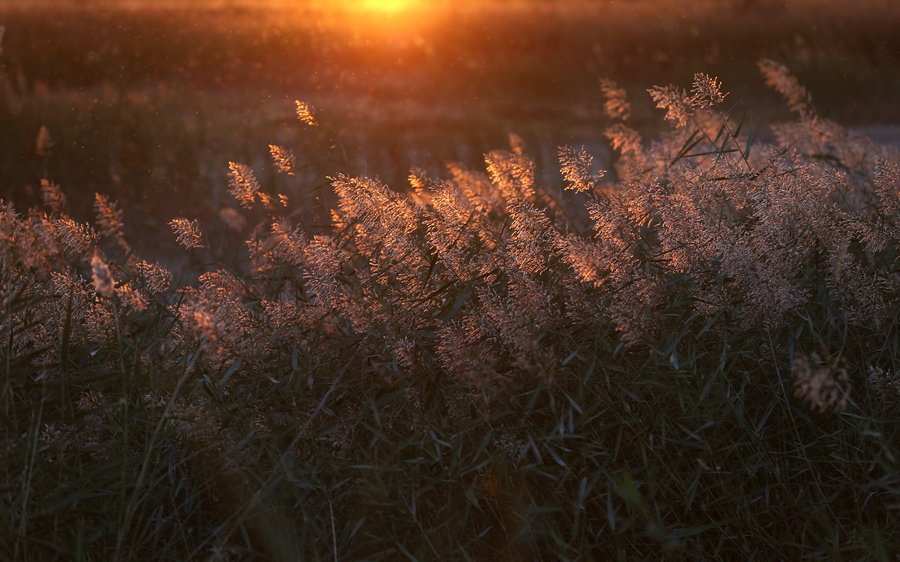 Transformation of Kubuqi Desert: From barren sand dunes to enchanting paradise