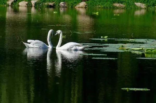 Family of black swans creates waves in Jilin University