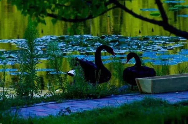 Family of black swans creates waves in Jilin University