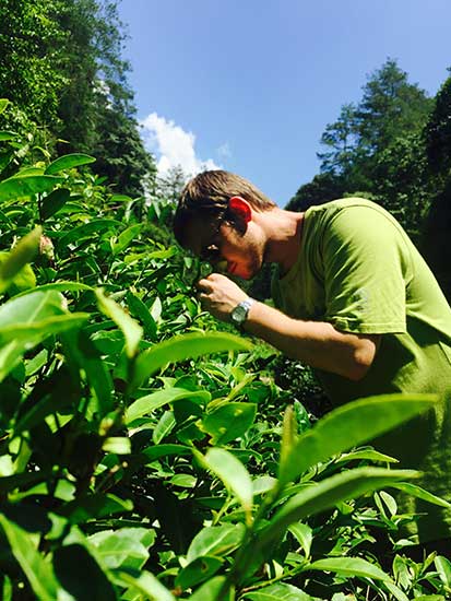 Black tea's journey from the mountains of Fujian