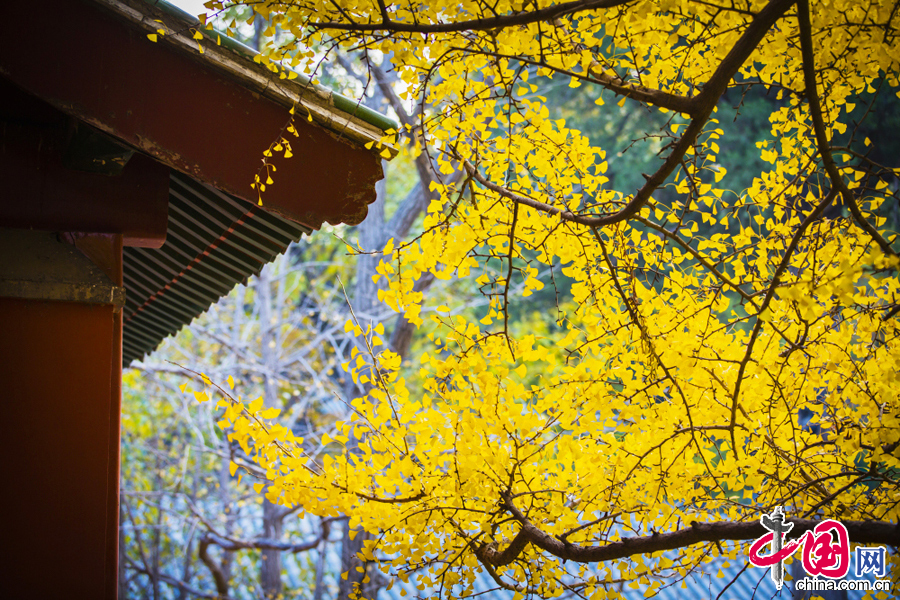 Golden gingko leaves in Dajue Temple