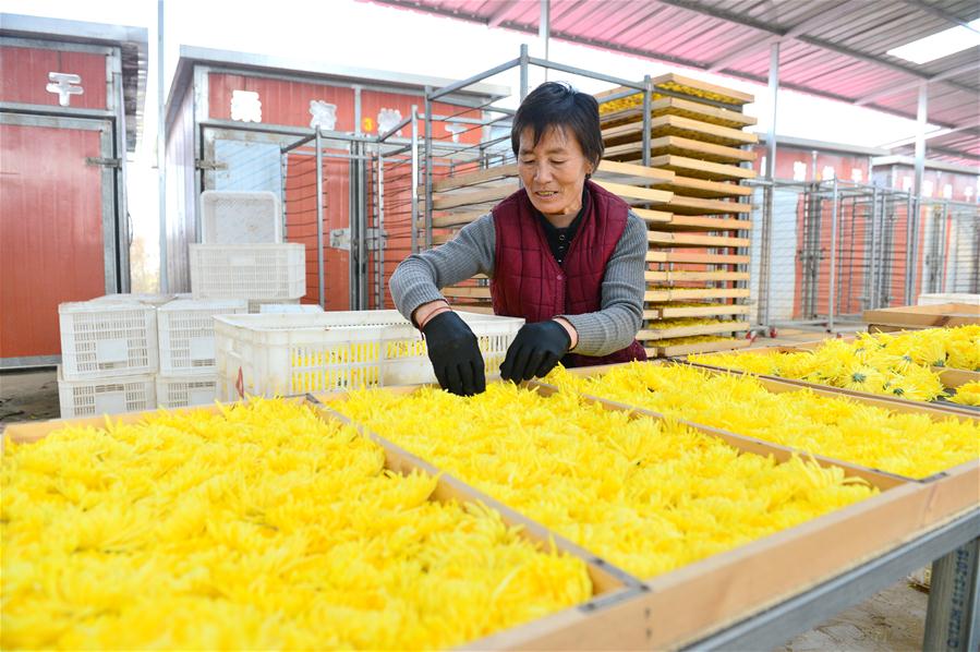 Chrysanthemums cultivation benefits local economy in China's Hebei