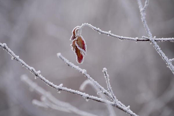 Soft rime dazzles NE China