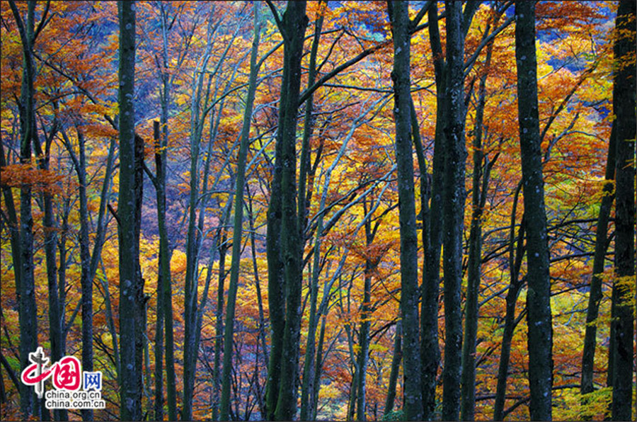 Autumn scenery of Guangwu Mountain in SW China