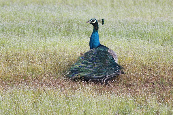 Nature comes to life on park safari