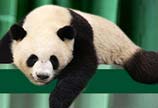 Chinese, Belgian heads of state launch panda house