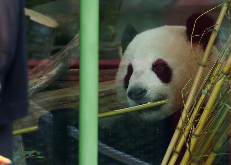 Chinese panda Meng Meng celebrates 4th birthday at Berlin zoo