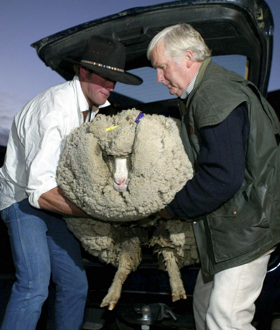 NZ mourns death of beloved shaggy sheep Shrek