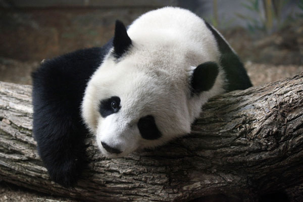 Giant panda Lun Lun gives birth to twin cubs