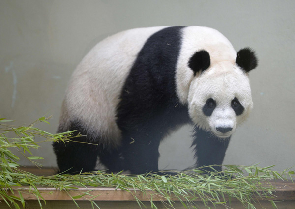 Pandas at Edinburgh Zoo to receive 1 millionth visitor