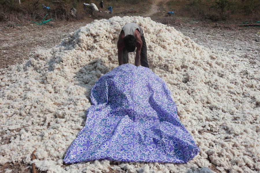 Cotton harvest in India