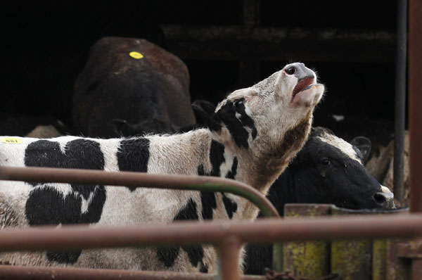 Beef recalled for quality problem in California, US