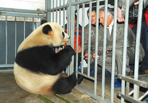 Fanfare surrounds pandas' arrival