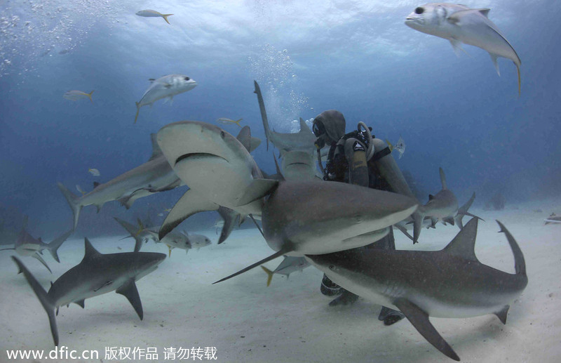 Beauty dives with sharks