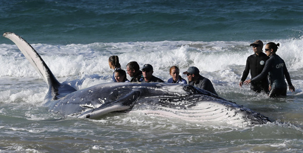 Whale stranded on Gold Coast