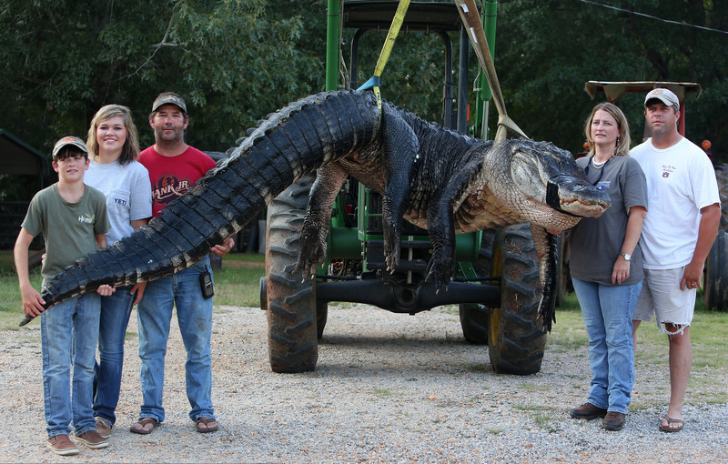 Residents caught giant alligator in Alabama