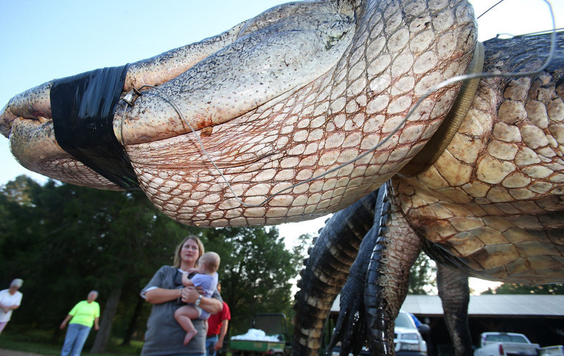 Residents caught giant alligator in Alabama