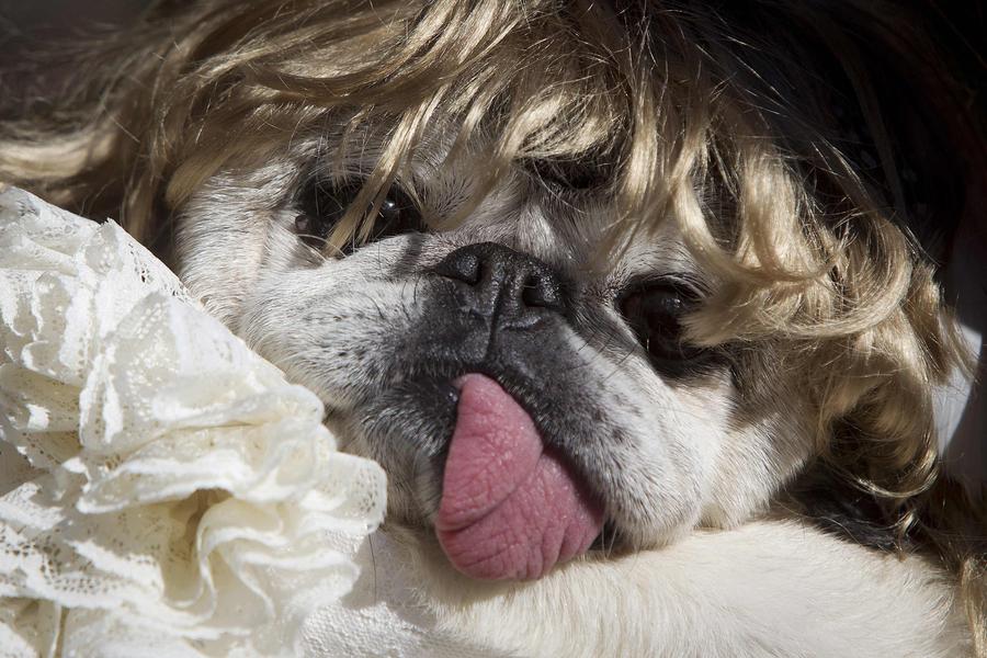 Halloween Dog Parade kicks off in New York