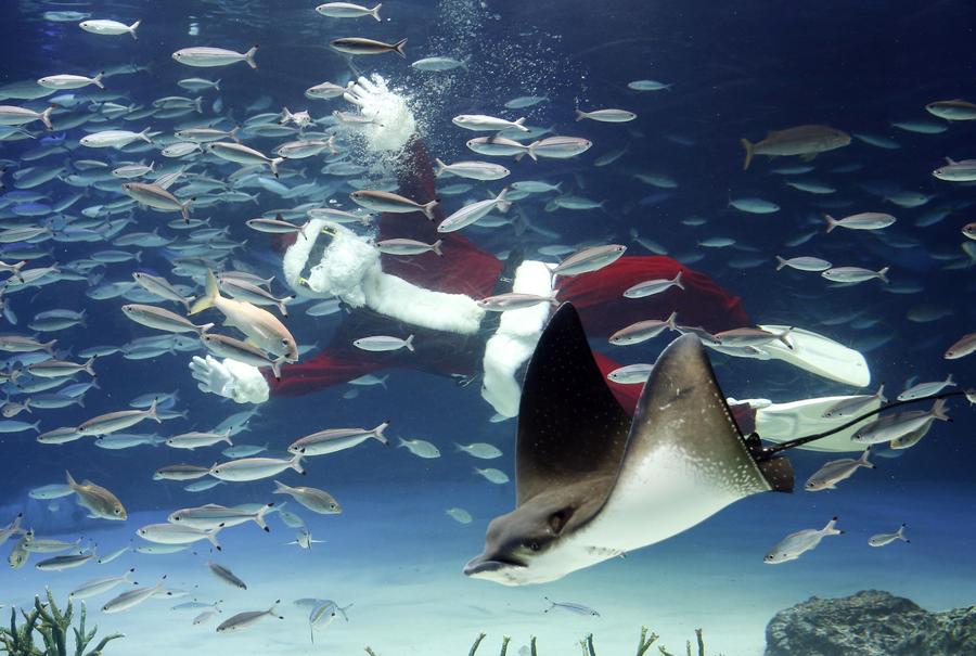 Underwater Santas make a splash in Tokyo