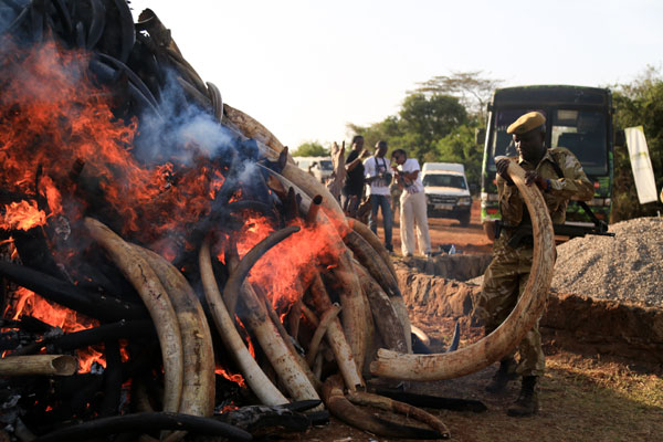 Kenya burns 15 tonnes of confiscated ivory in fighting poachers