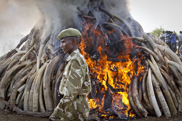 Kenya burns 15 tonnes of confiscated ivory in fighting poachers