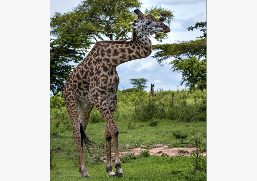 Giraffe survives for five years with zig-zag neck