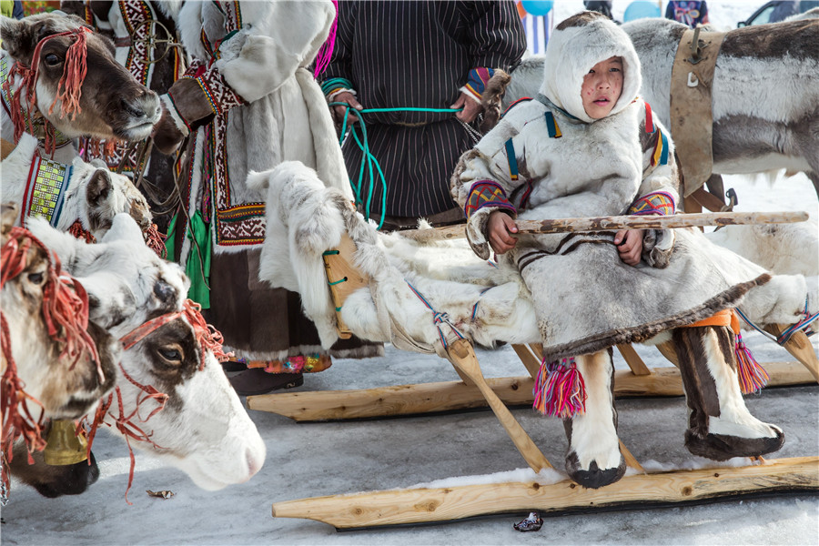 Reindeer Herders Day celebrated in northern Russia