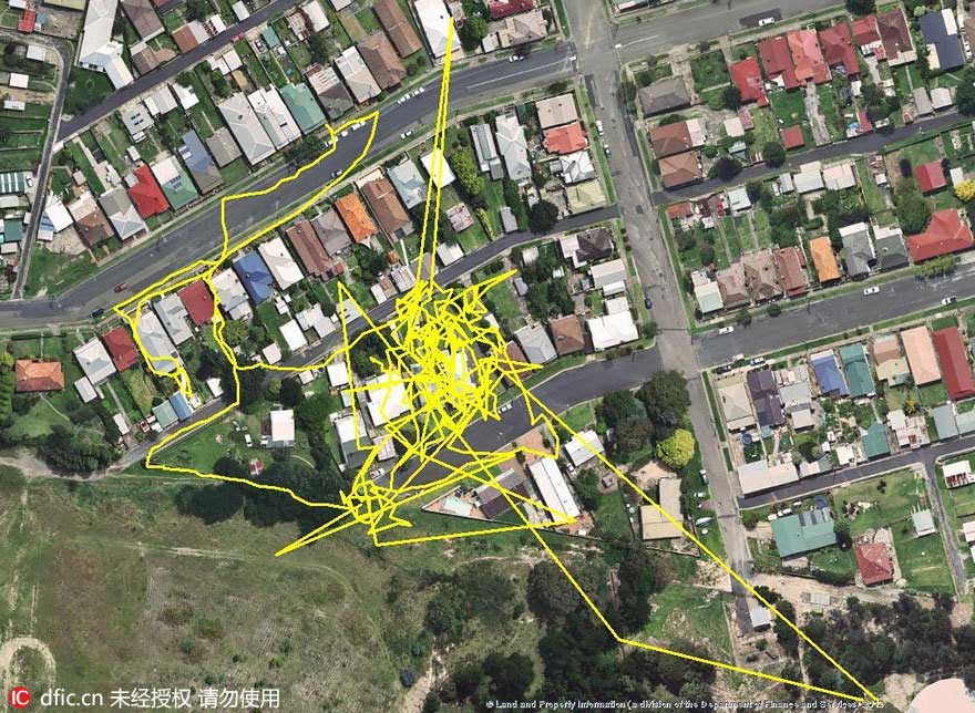 GPS trackers reveal cats' adventures during night