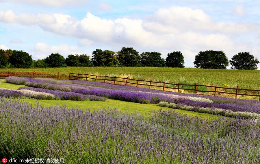 Lavender farm draws visitors on sunny weekend