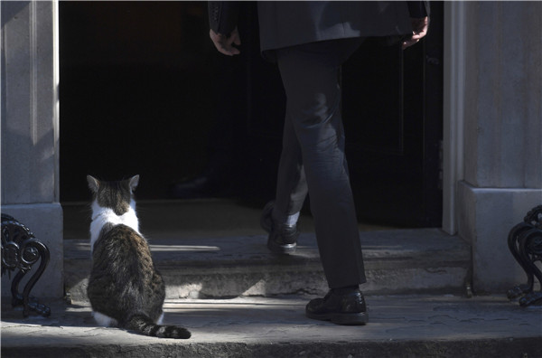 Downing Street cat fight: Larry vs Palmerston