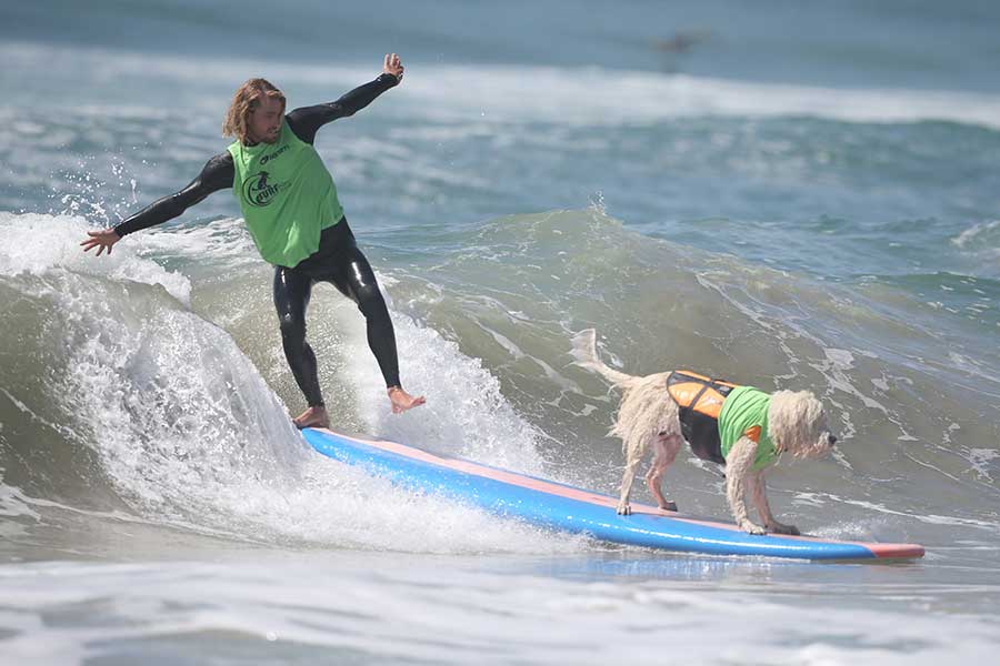 Surf competition goes to the dogs in tandem with owners