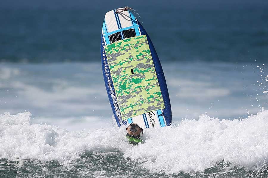 Surf competition goes to the dogs in tandem with owners