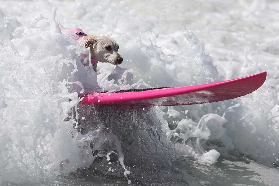 Surf competition goes to the dogs in tandem with owners