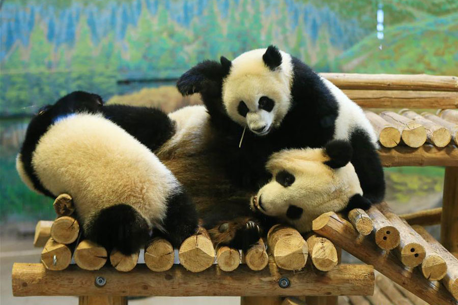 Birthday celebration held for giant panda cubs at Toronto Zoo