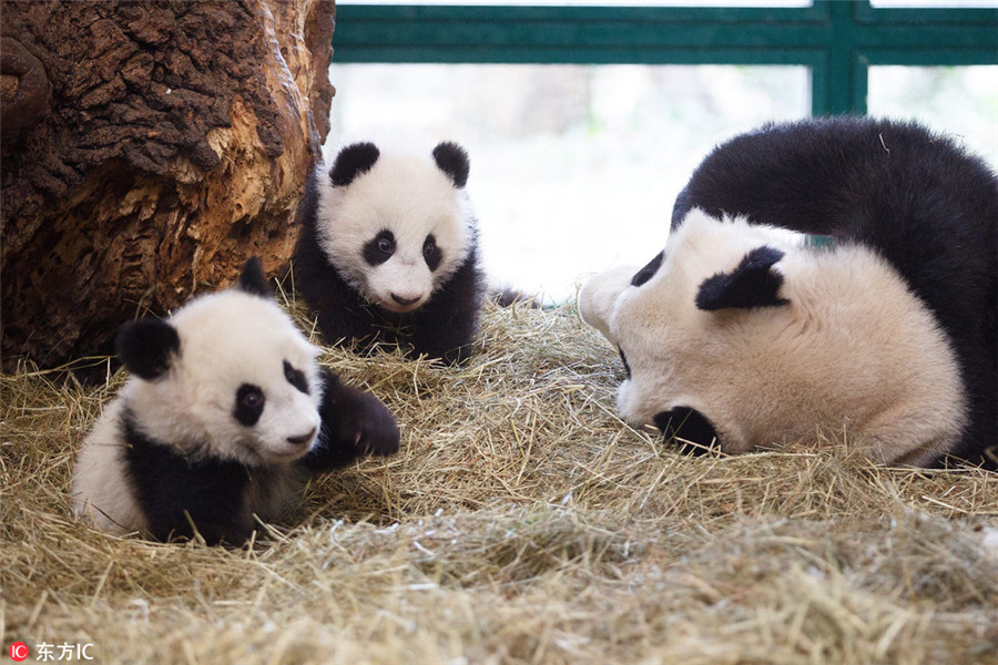 Giant panda twin cubs learning to climb in Vienna