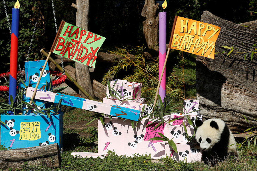 Panda cub poses on its first birthday in Vienna