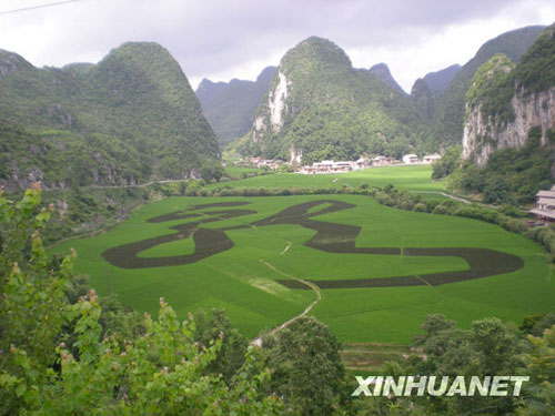 貴州：植物漢字“龍”[圖]