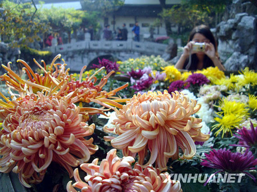 蘇州菊花展亮相獅子林